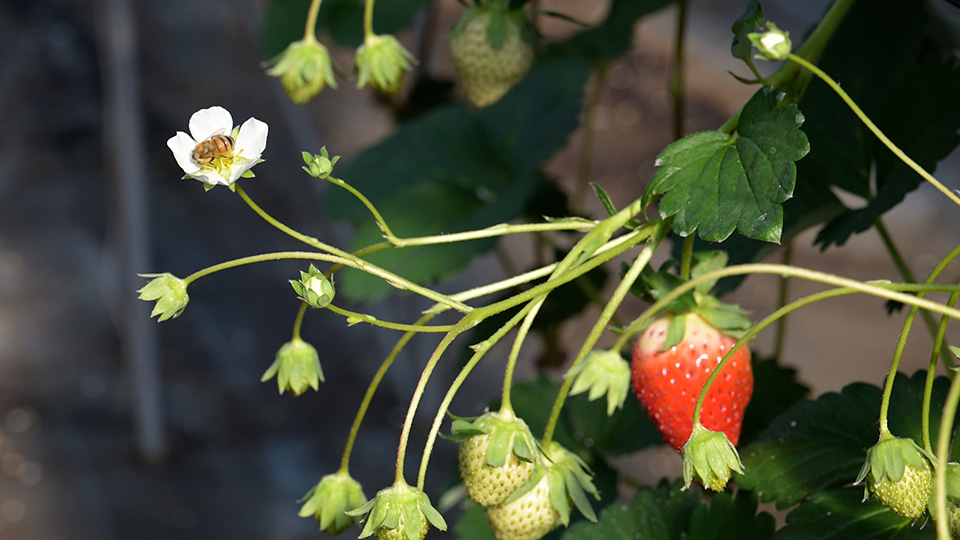 香川県養蜂振興協議会